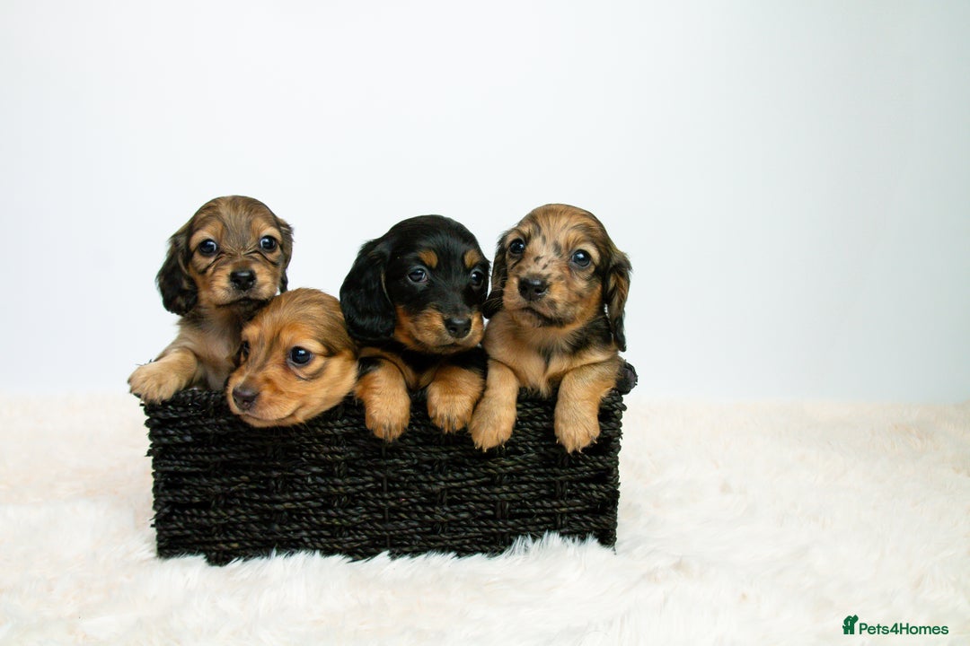 Miniature Dachshund dogs for sale: 5 Star licensed miniature Longhaired available  - Advert 1
