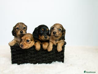 Miniature Dachshund dogs 5 Star licensed miniature Longhaired available - Advert 9