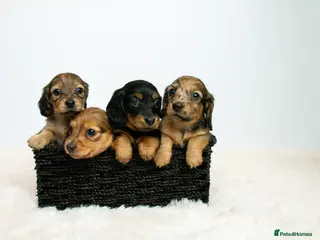 Miniature Dachshund dogs 5 Star licensed miniature Longhaired available - Advert 9
