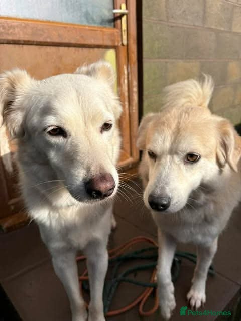 Mixed Breed dogs Meet Alex &Delilah, residing in Cheshire  - Advert 1