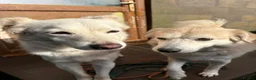 Mixed Breed dogs for adoption: Meet Alex &Delilah, residing in Cheshire  in Nantwich - Advert 1