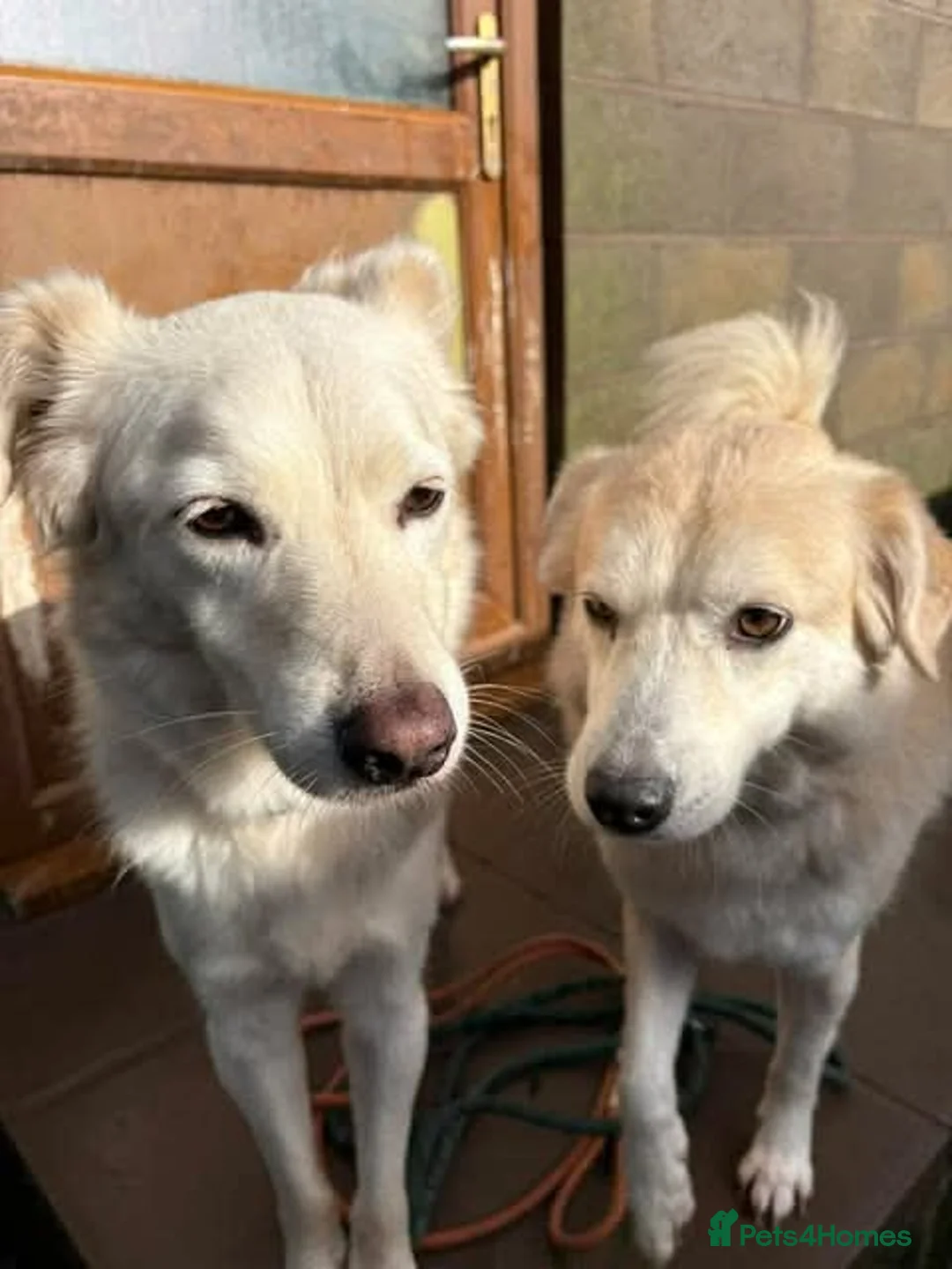 Mixed Breed dogs for adoption: Meet Alex &Delilah, residing in Cheshire  in Nantwich - Advert 1