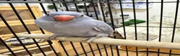Ringnecks birds for sale: Blue ringneck baby’s  - Advert 2