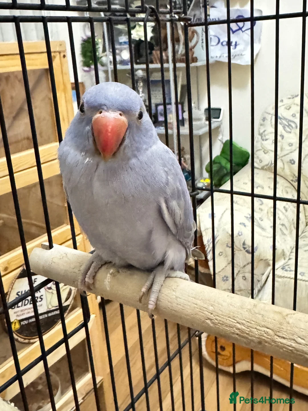 Ringnecks birds for sale: Blue ringneck baby’s  - Advert 2