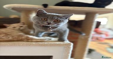 British Shorthair cats - Advert 4