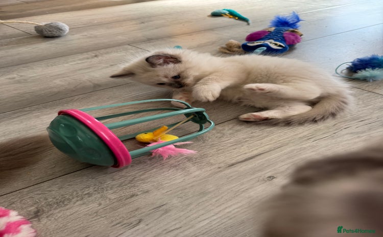 Ragdoll cats - Advert 1