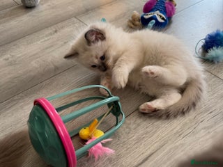 Ragdoll cats - Advert 22