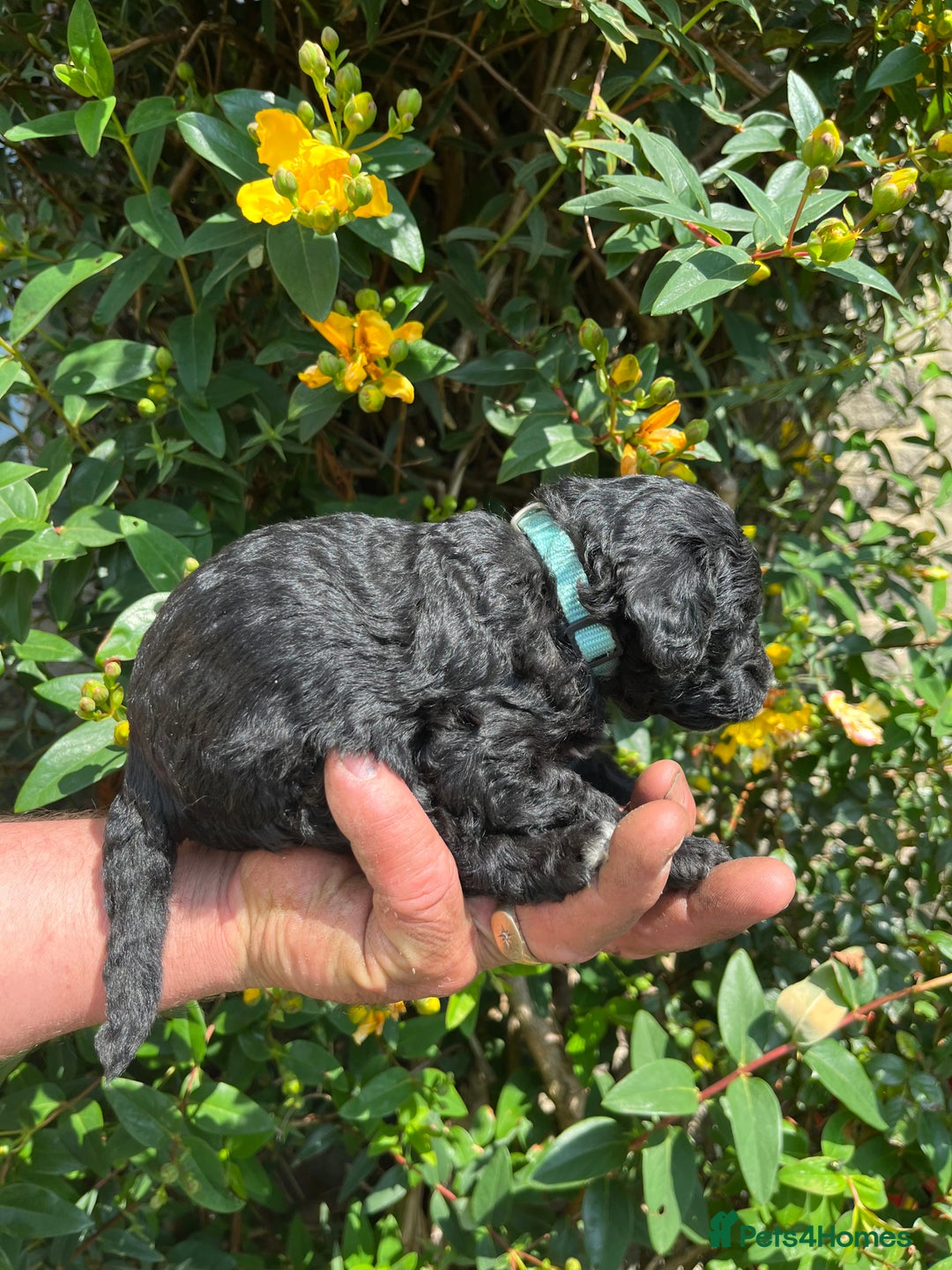 Miniature Poodle dogs for sale: KC Activity registered miniature poodles - Image 5
