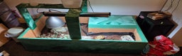 Tortoise reptiles for sale: Horsfield tortoise (Russian) - Advert 3