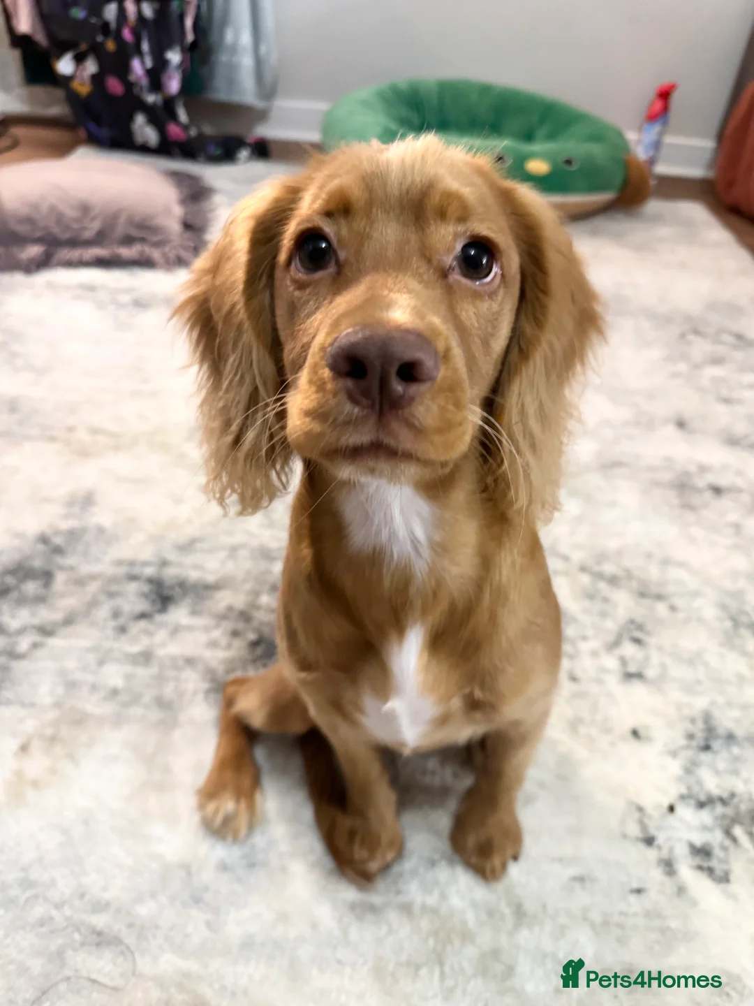 Cocker Spaniel dogs for sale: Beautiful 5 month old Cocker Spaniel Girl  - Advert 2