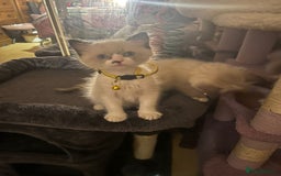Ragdoll cats for sale: Full Ragdoll Kittens - Image 5