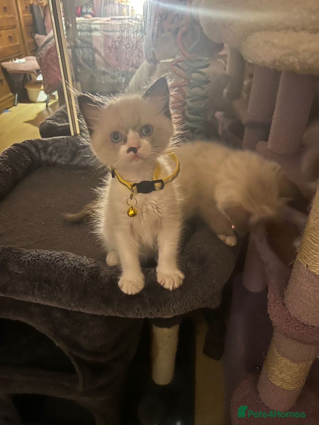 Ragdoll cats for sale: Full Ragdoll Kittens - Image 5