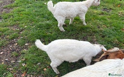 Goats livestock for sale: Male castrated goat - Image 3
