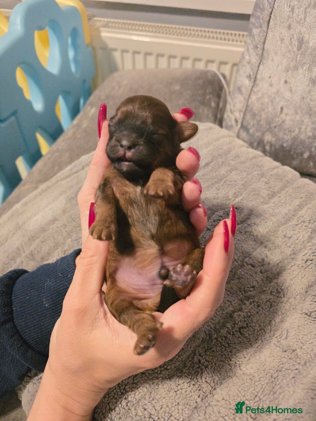 Shihpoo dogs for sale: Shihpoo babies  - Advert 8