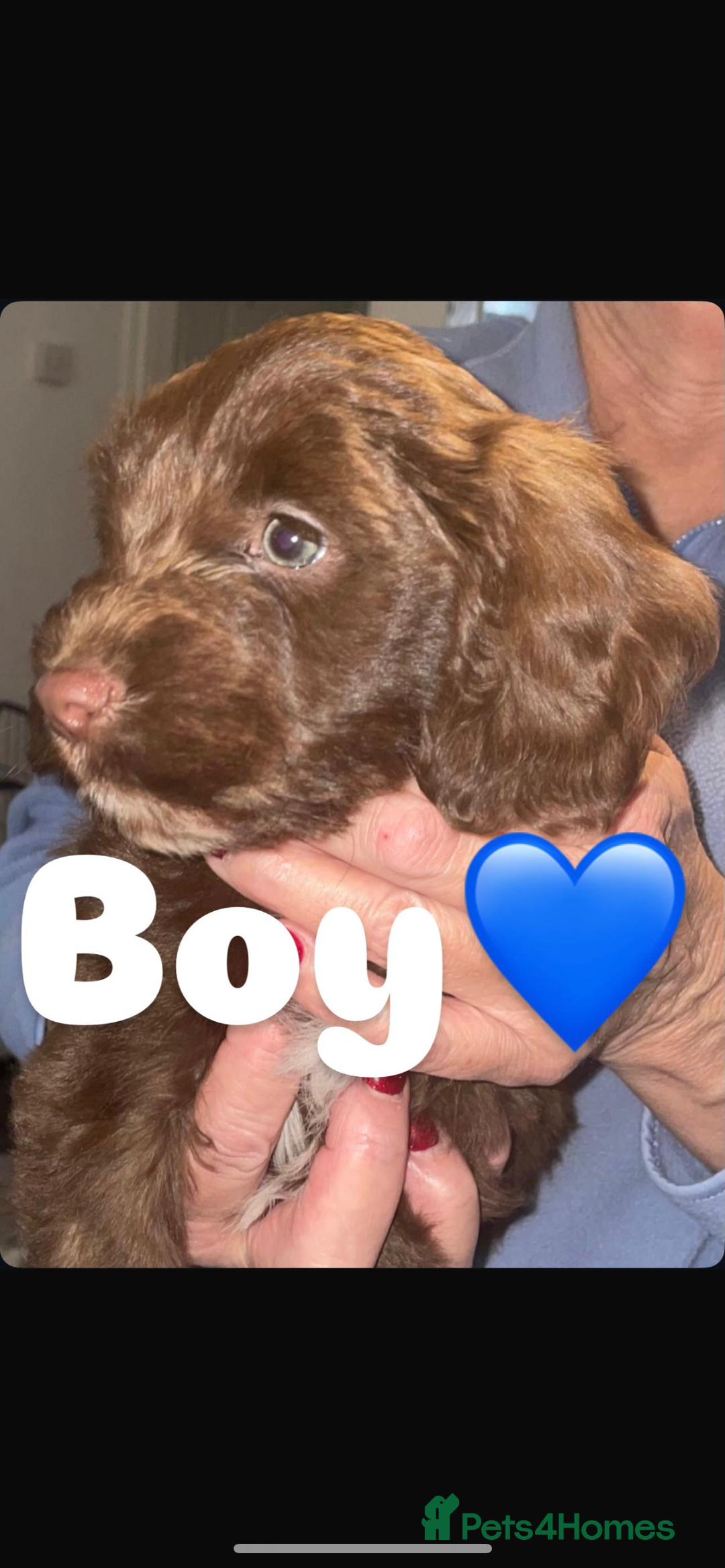 Cockapoo dogs for sale: 3 remaining Adorable cockapoo puppies  - Advert 2