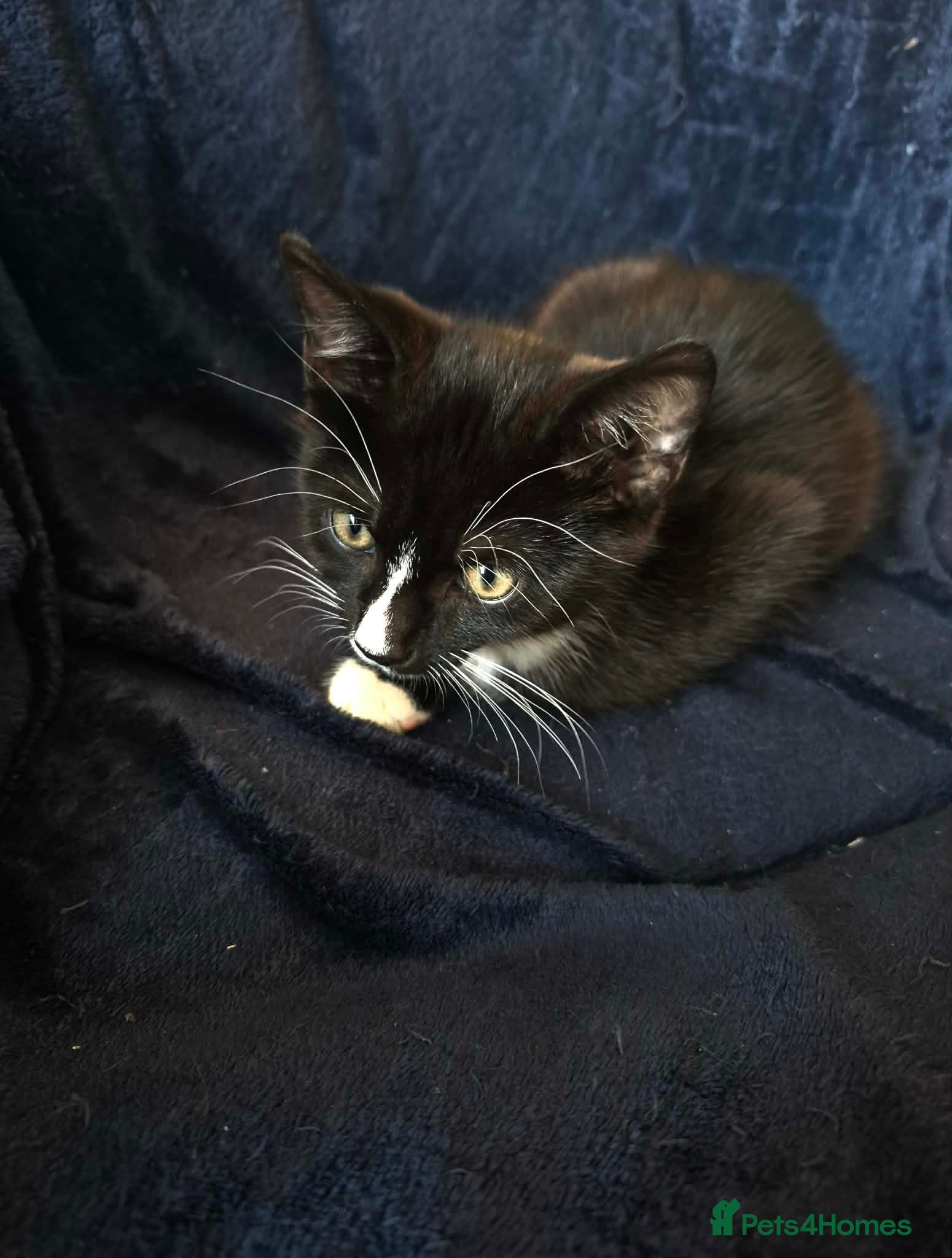 Mixed Breed cats Kitten looking for new home - Advert 2