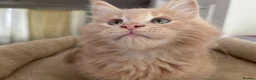 Maine Coon cats for sale: TICA Reg Maine Coon Kittens Ginger Red Cream - Advert 17