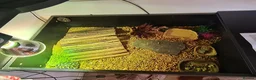 Hermann Tortoise reptiles for sale: Hermann’s Tortoise + Full Setup in Chesterfield - Advert 4