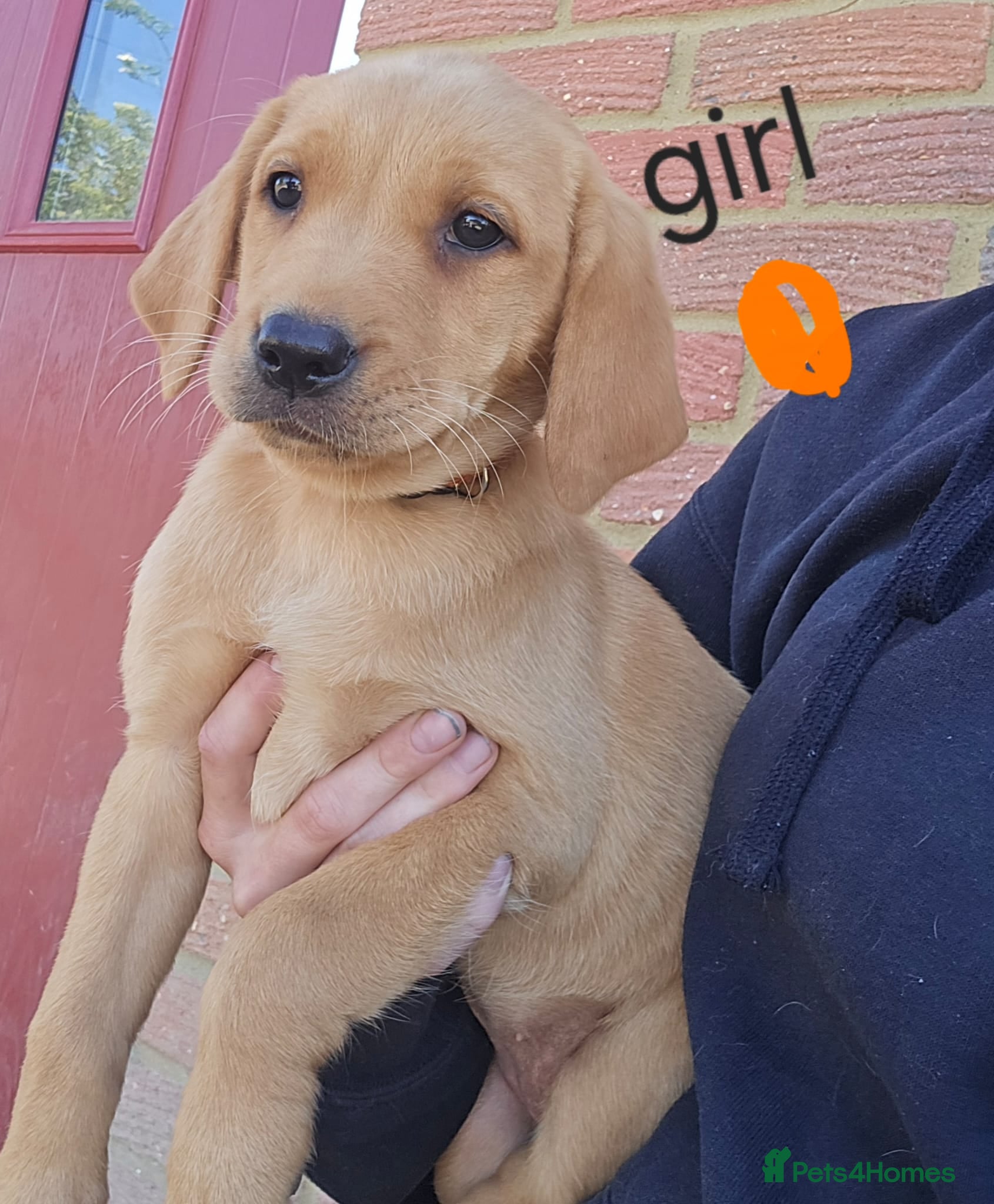 Labrador Retriever dogs Labrador puppies kc registered  - Advert 12