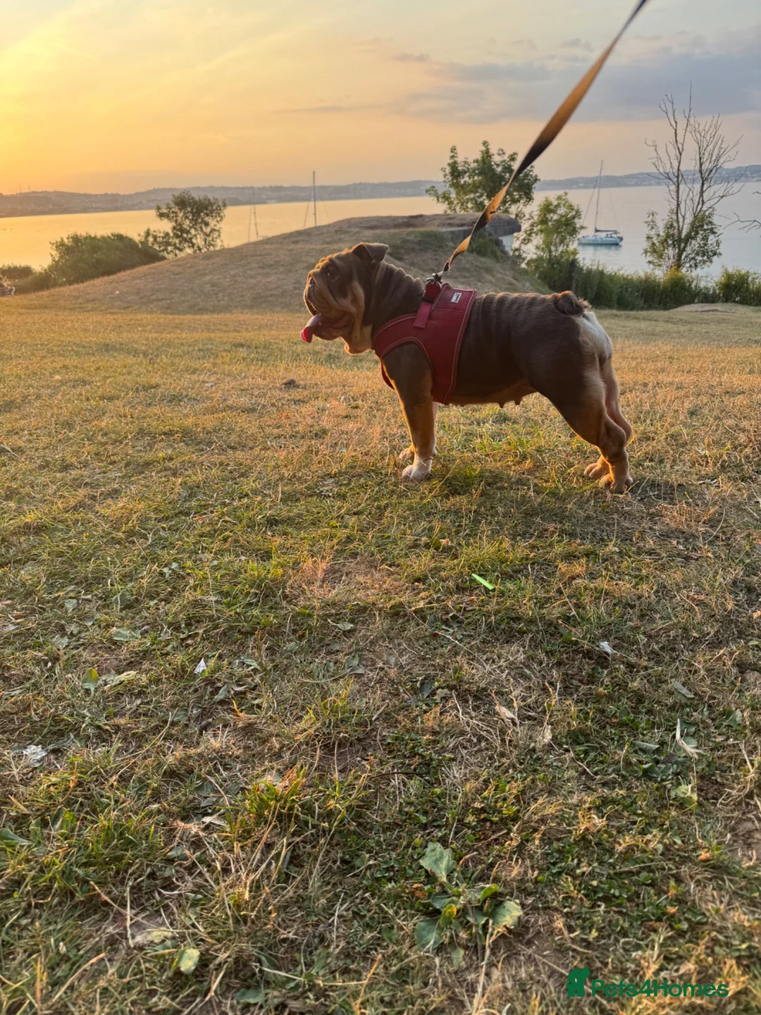 English Bulldog dogs for sale: Doris English Bulldog  - Advert 1