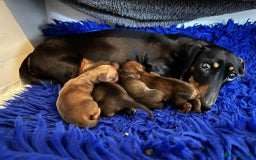 Miniature Dachshund dogs for sale: Miniature smooth haired dachshund puppies - Image 9
