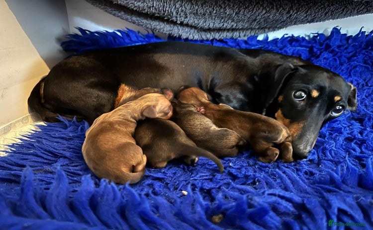 Miniature Dachshund dogs - Advert 6