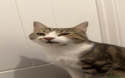 Domestic Shorthair cats for sale: Lovely 2 year old male - Image 3