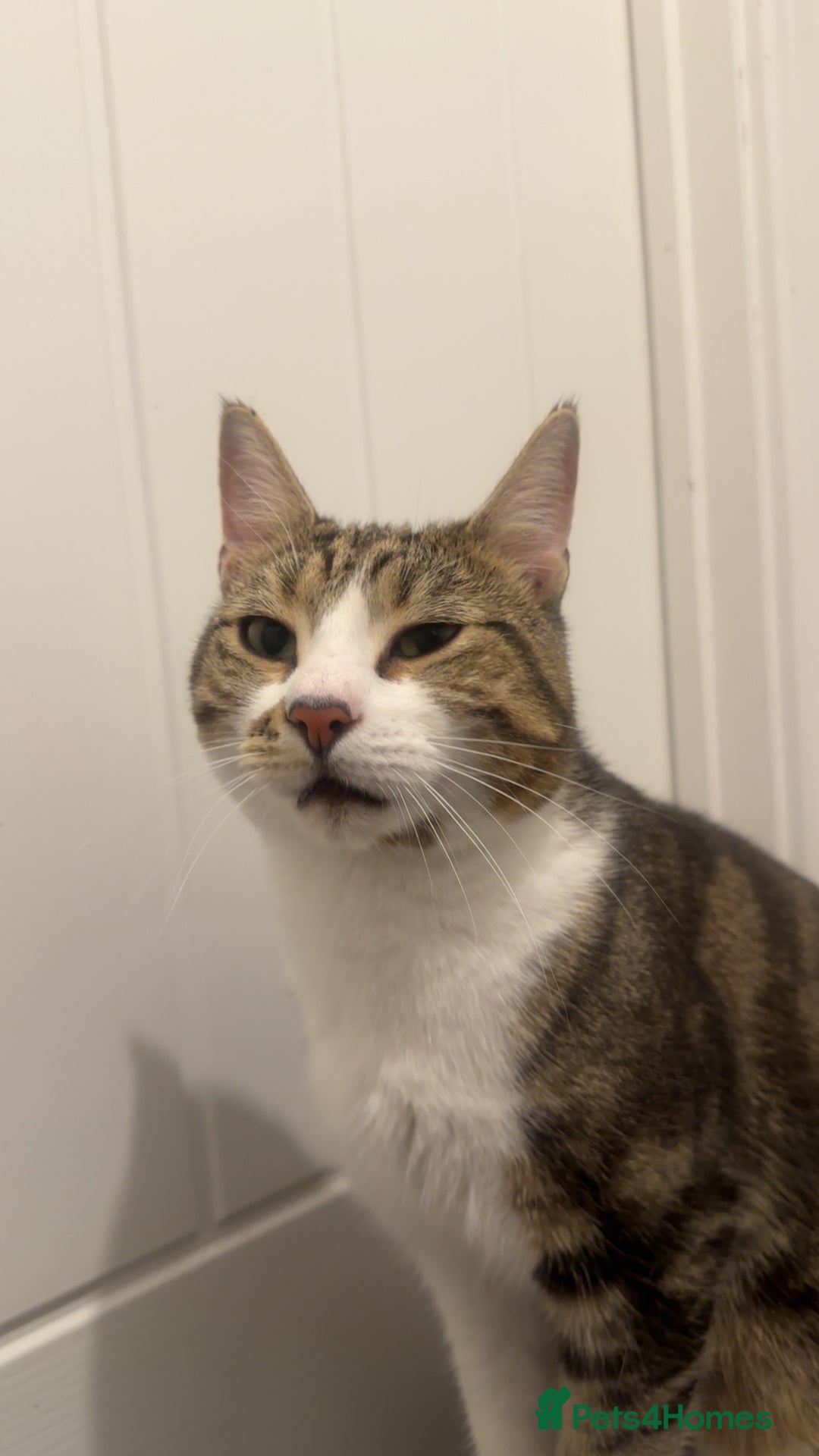 Domestic Shorthair cats for sale: Lovely 2 year old male - Image 3