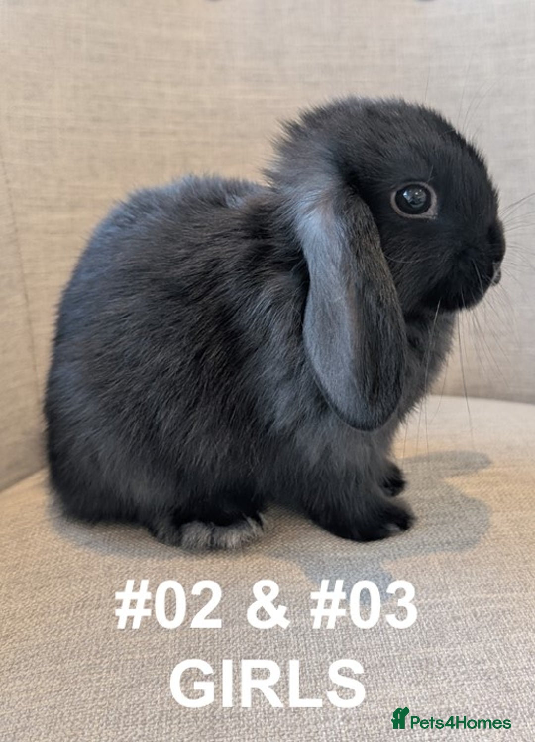 Mini Lop rabbits for sale: Exceptional Mini-Lops. Collect from: 13th October - Image 11