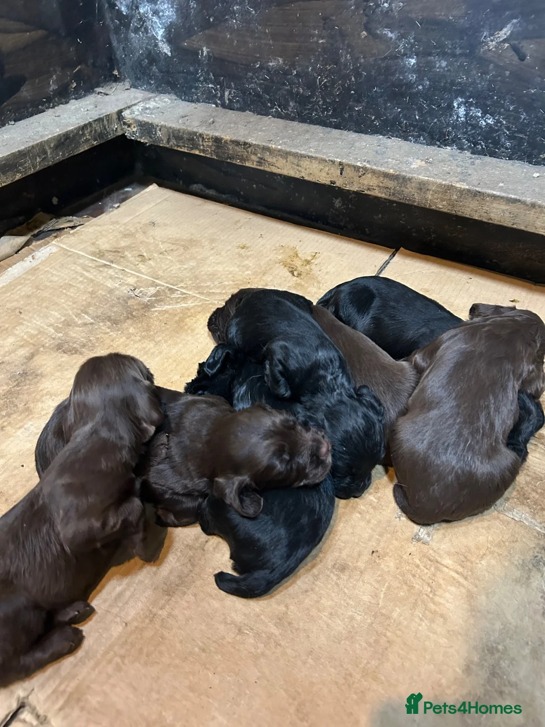 Sprocker dogs for sale: F1 sprockers in Haltwhistle - Advert 2
