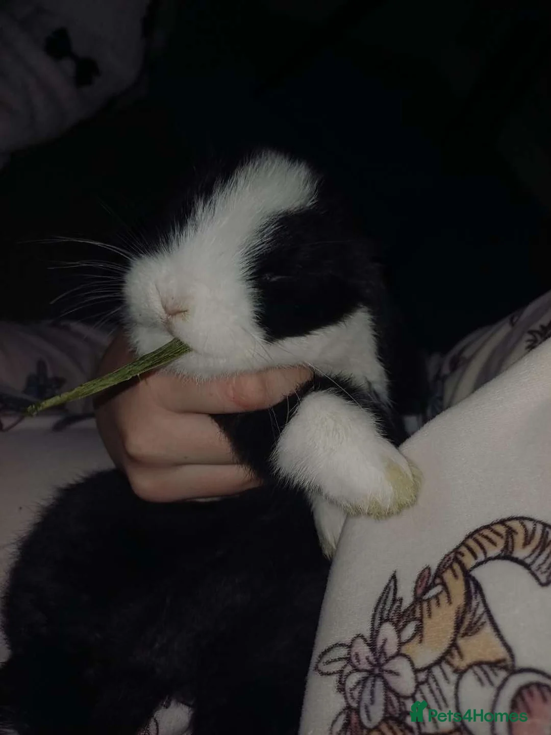 Mini Lop rabbits for sale: 3 months old black and white mini lop  in Saltburn-by-the-Sea - Advert 2