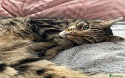 Domestic Shorthair cats for sale: Inseparable Duo need loving home - Image 4