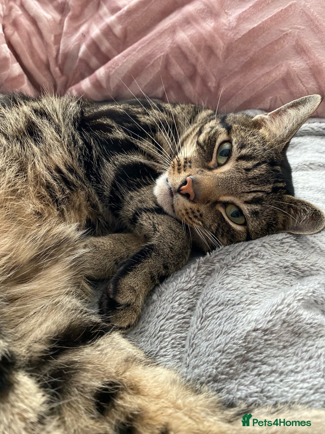 Domestic Shorthair cats for sale: Inseparable Duo need loving home - Image 4