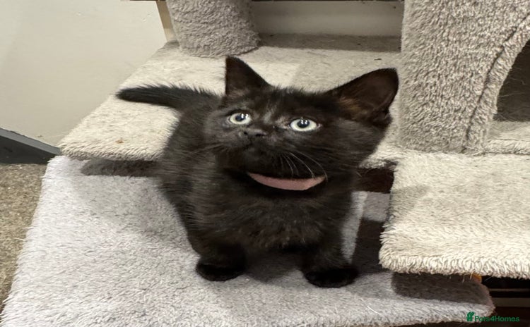 Ragdoll cats - Advert 8