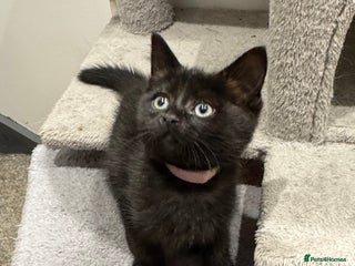 Ragdoll cats - Advert 18