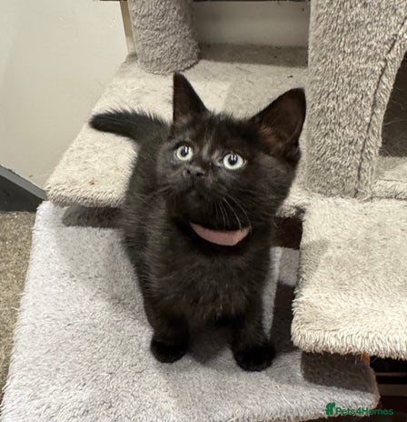 Ragdoll cats - Advert 11