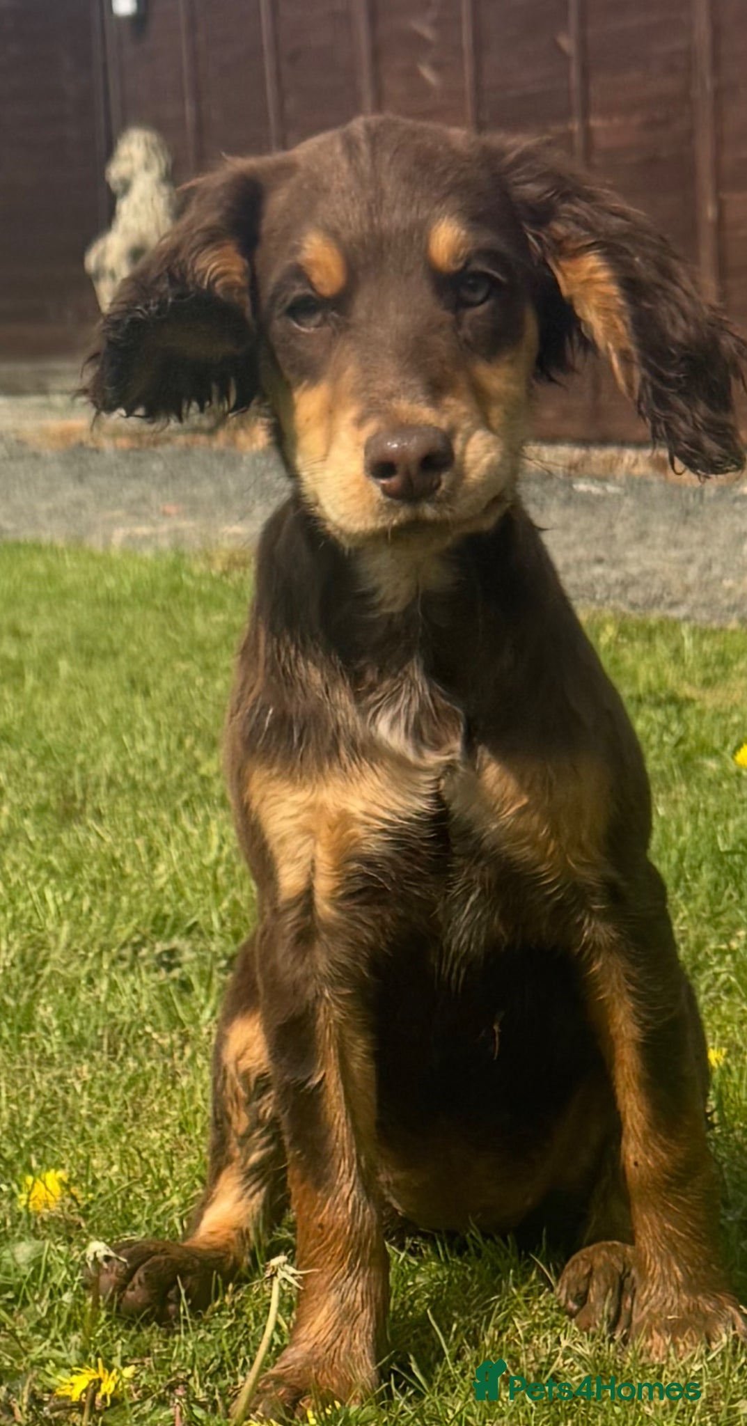 Sprocker dogs Healthy checked DNA clear stunning happy pups - Advert 2