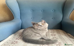 British Shorthair cats for sale: 💙 3 Gorgeous British Blue Kittens Available 💙 - Image 5