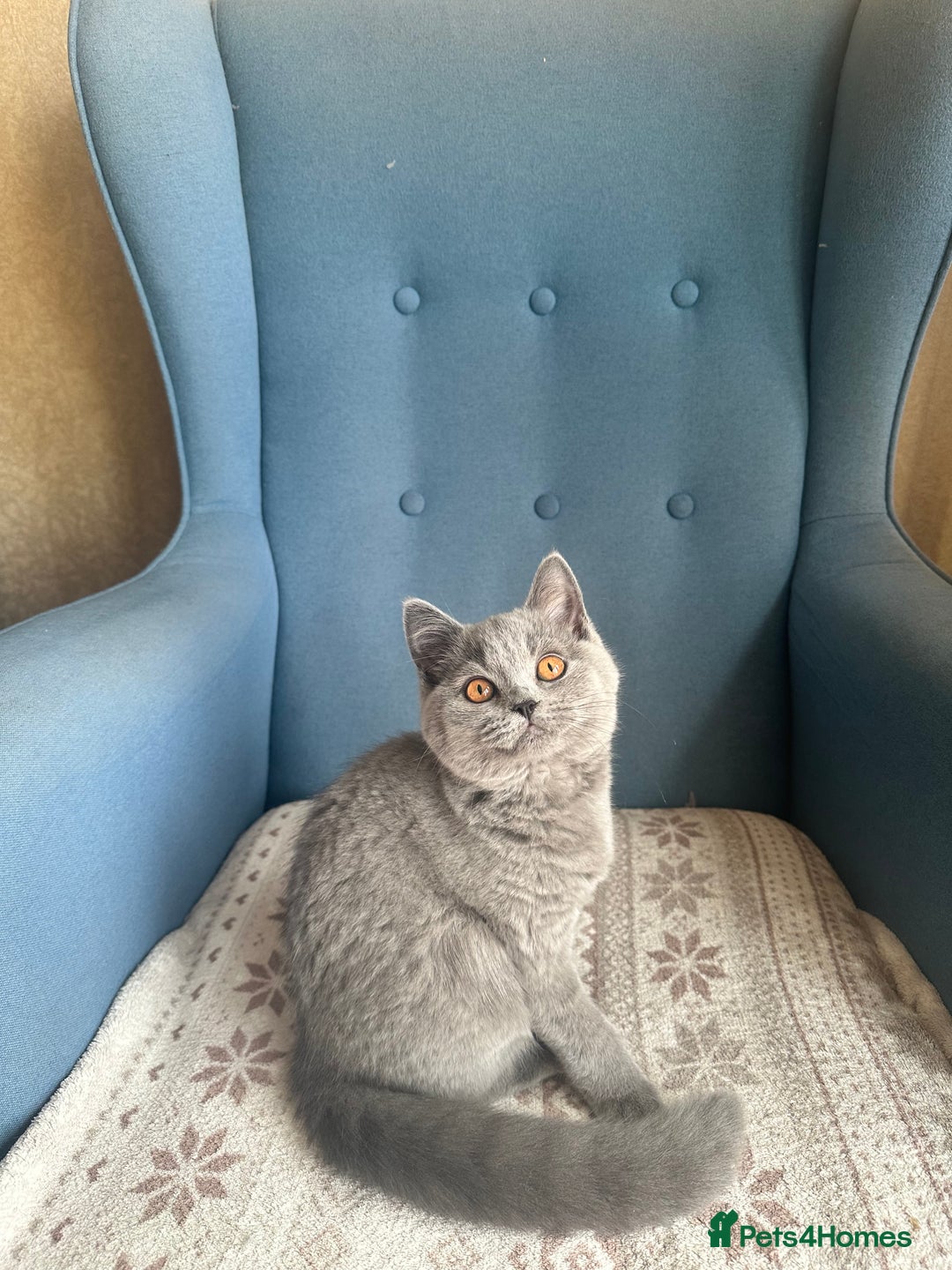 British Shorthair cats for sale: 💙 3 Gorgeous British Blue Kittens Available 💙 - Image 5