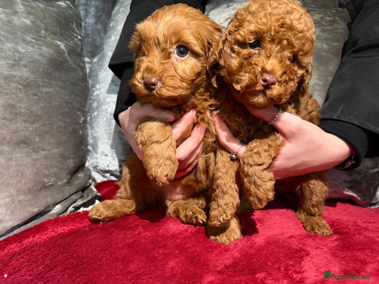 Cockapoo dogs Red cockerpoo pups for rehoming  - Advert 1