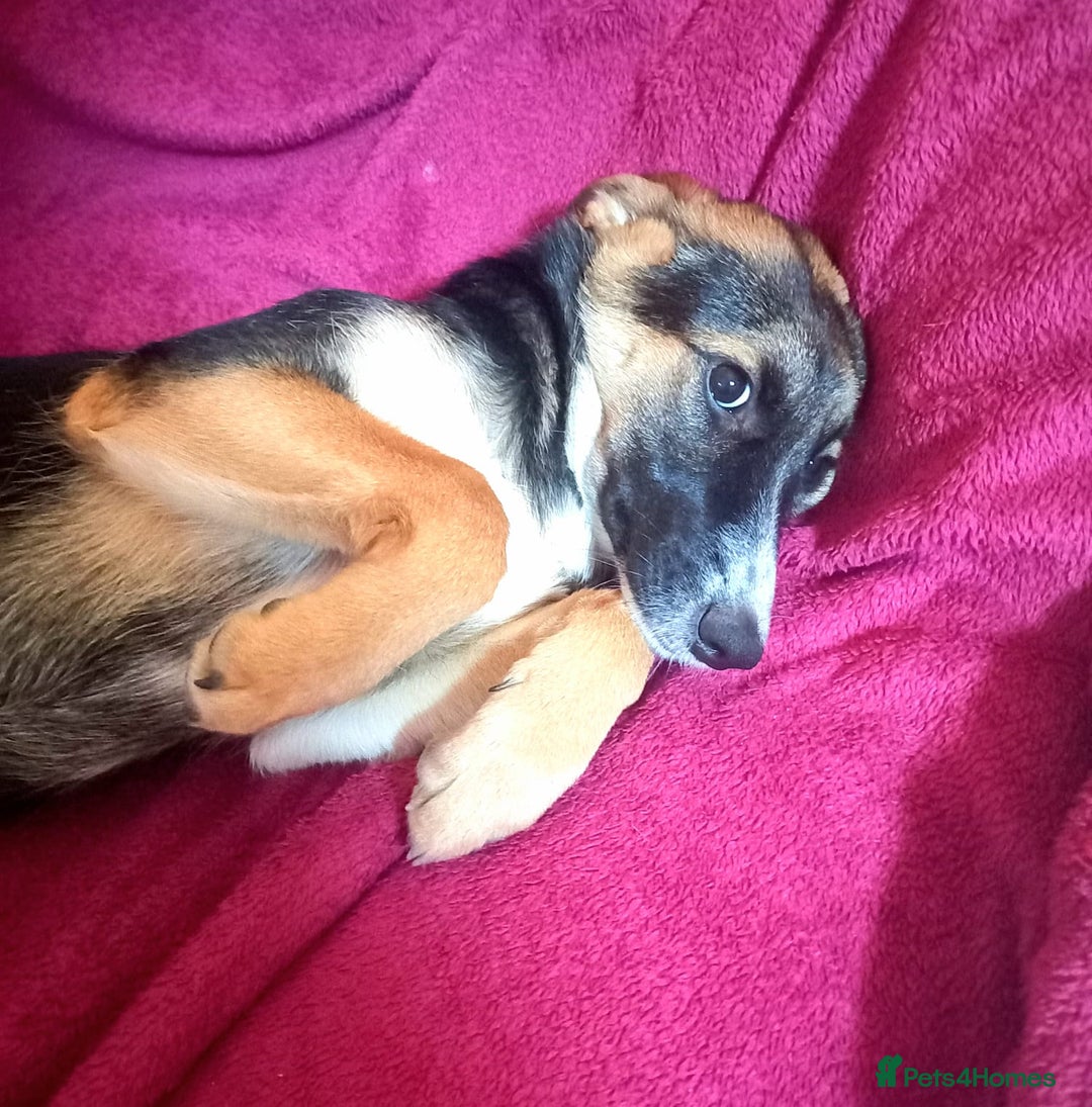 Mixed Breed dogs for adoption: ❤️🐶Busia- 6(7) month lower-medium girl ❤️🐶 - Advert 19