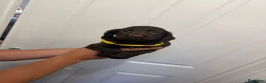 Yellow collar