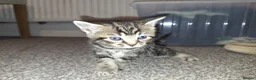 Mixed Breed cats for sale: 4 beautiful playful kittens ready for a new home!! - Advert 7