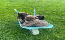 Boerboel dogs for sale: Boerboel puppies - Image 5