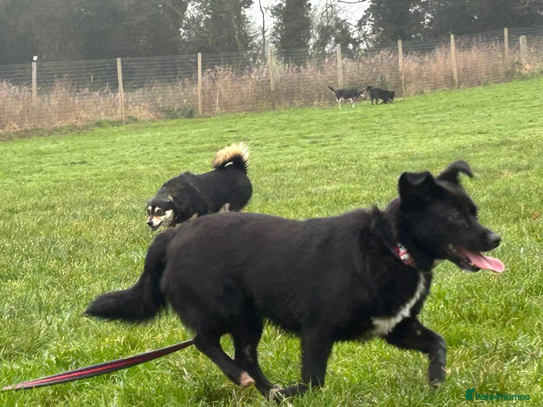 Mixed Breed dogs for adoption: Kimba - Norwich Norfolk  in Norwich - Advert 16