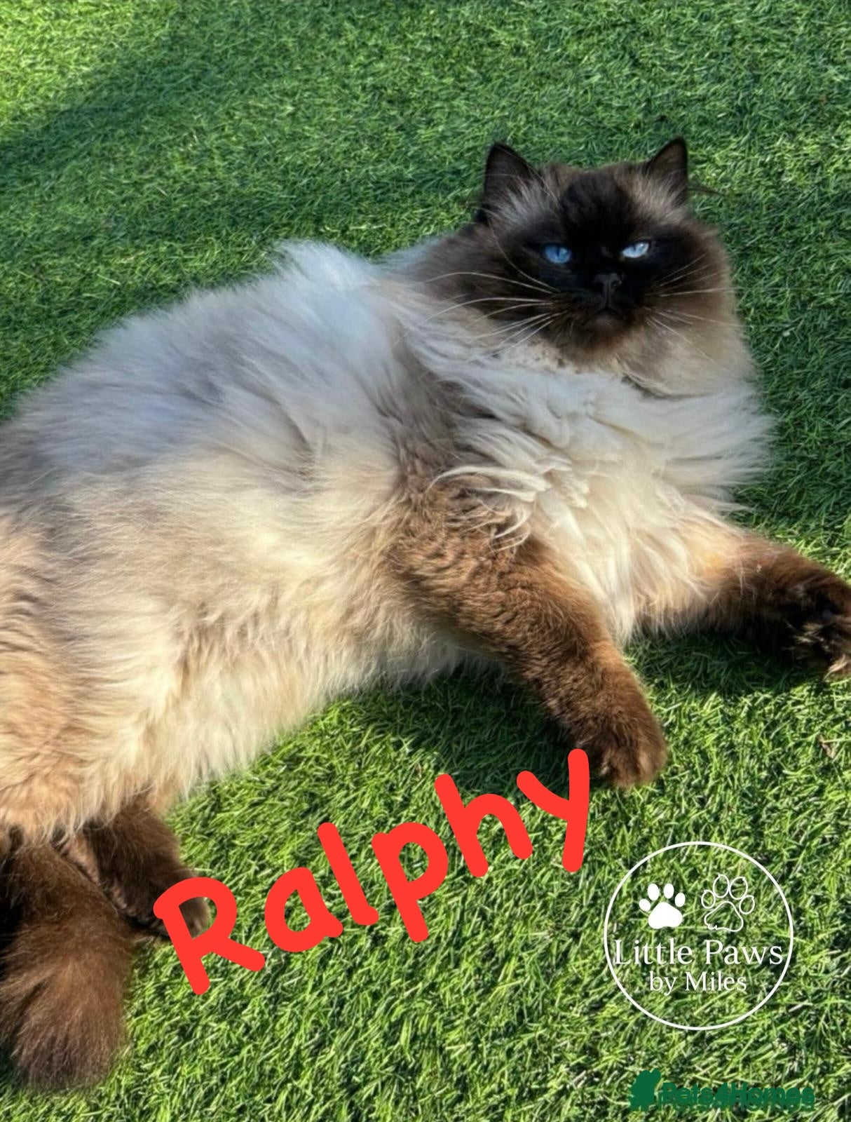 Ragdoll cats Premium GCCF/TICA Chocolate Point Ragdoll Stud - Advert 1