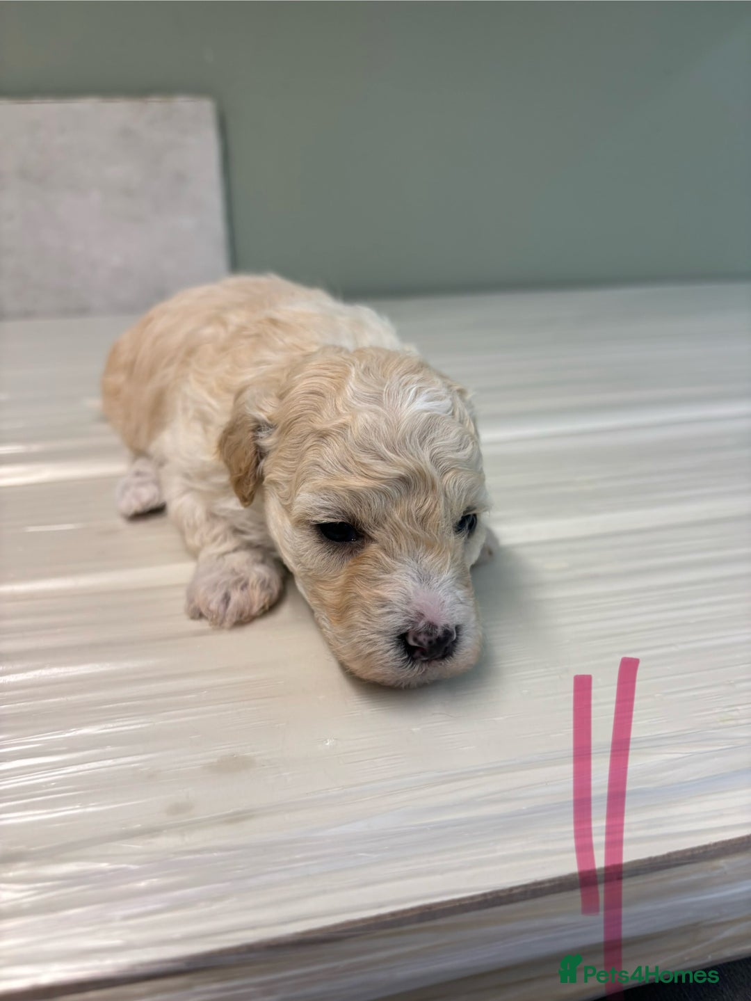 Poochon dogs for sale: Beautiful fluffy puppies  - Advert 25