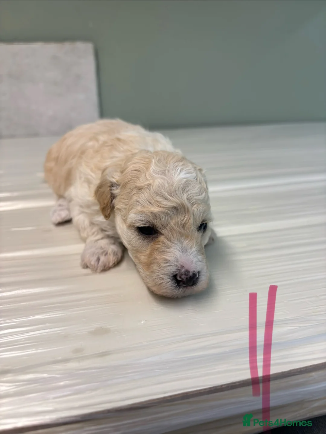 Poochon dogs for sale: One boy remaining - Advert 25