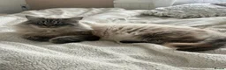 Siberian cats for sale: Seal-Point Siberian Male - Advert 5