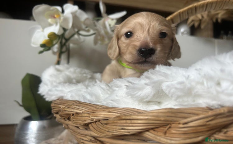Miniature Dachshund dogs - Advert 11